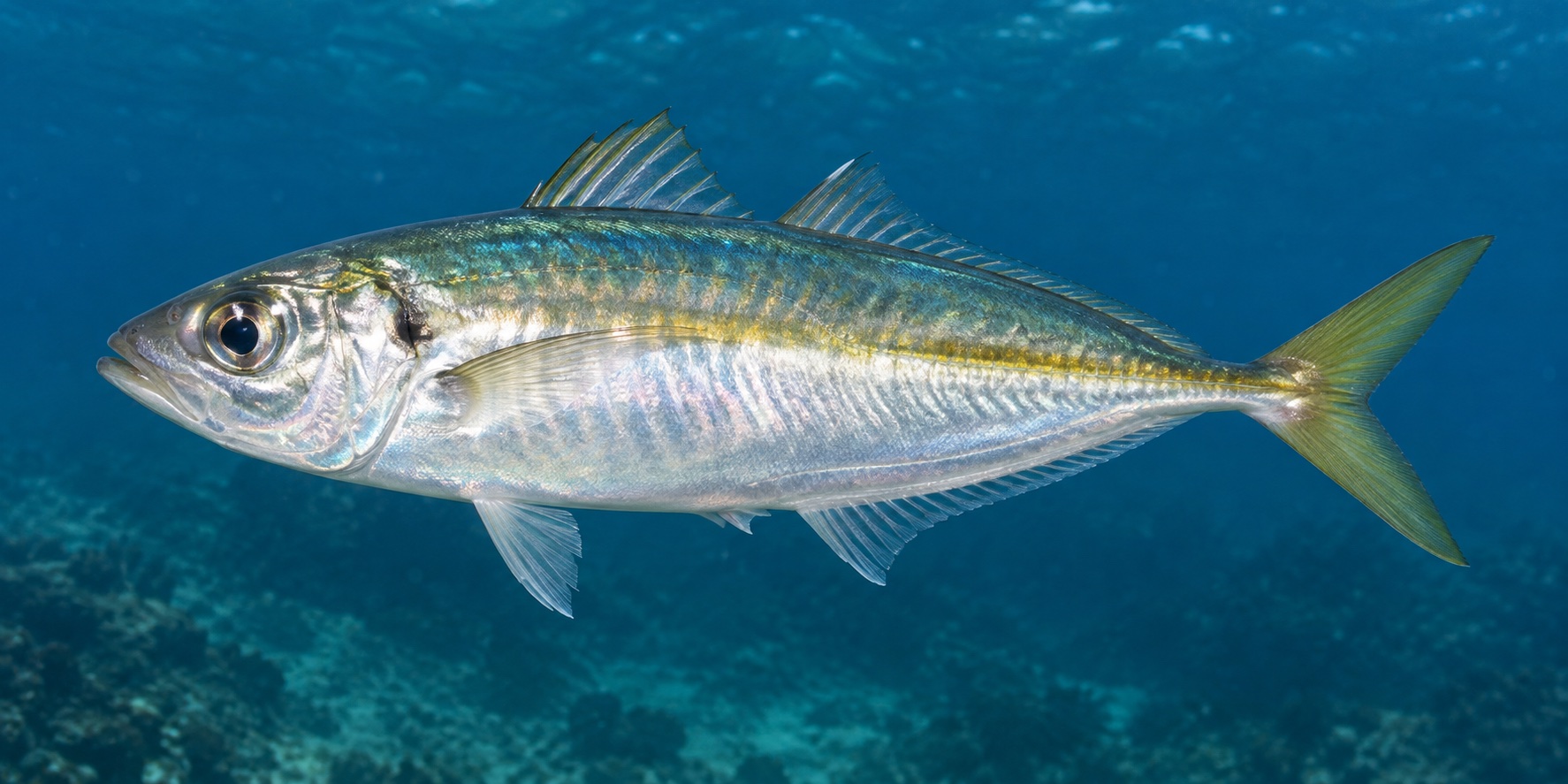 マアジ (Trachurus japonicus) の遊泳写真