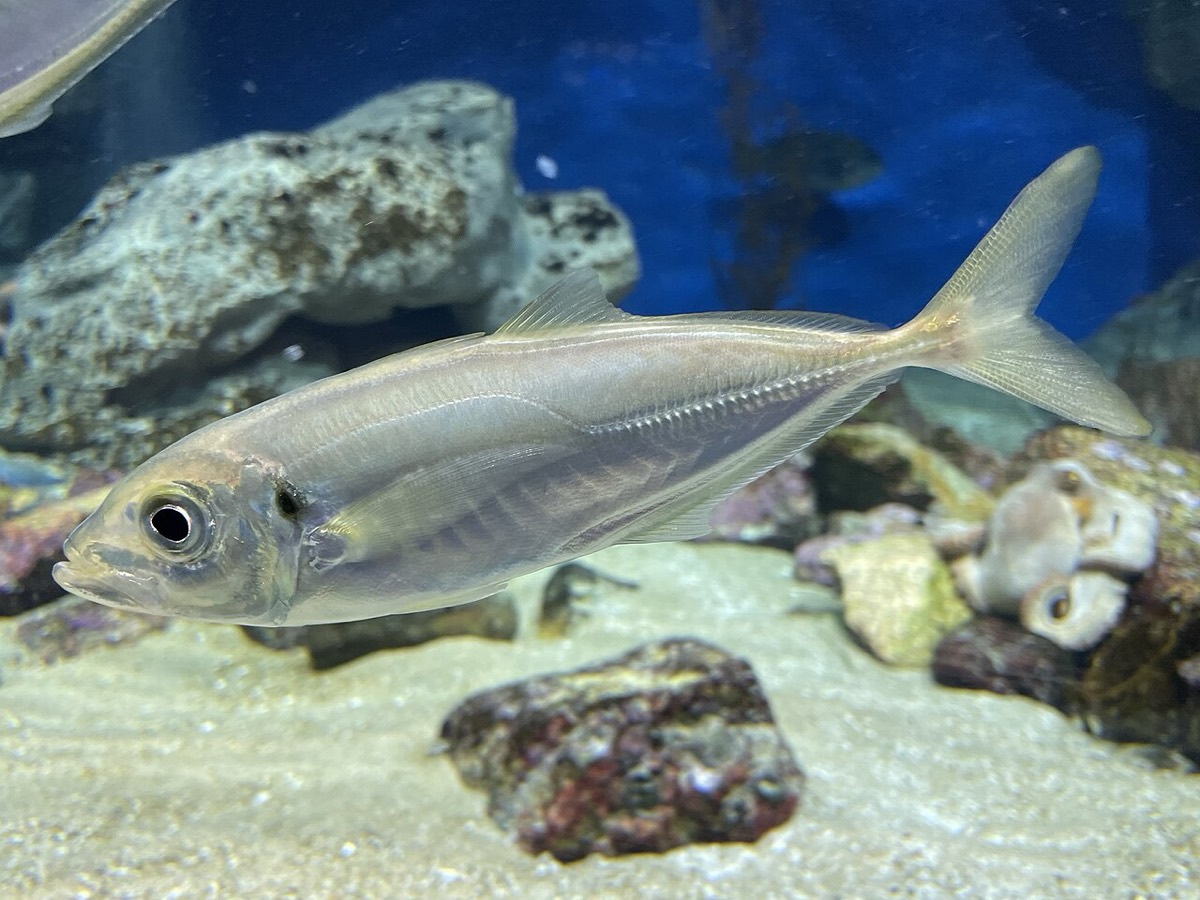 マアジ (Trachurus japonicus) の遊泳写真