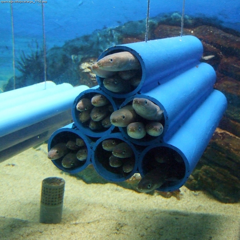 水槽の筒に集まるマアナゴの写真