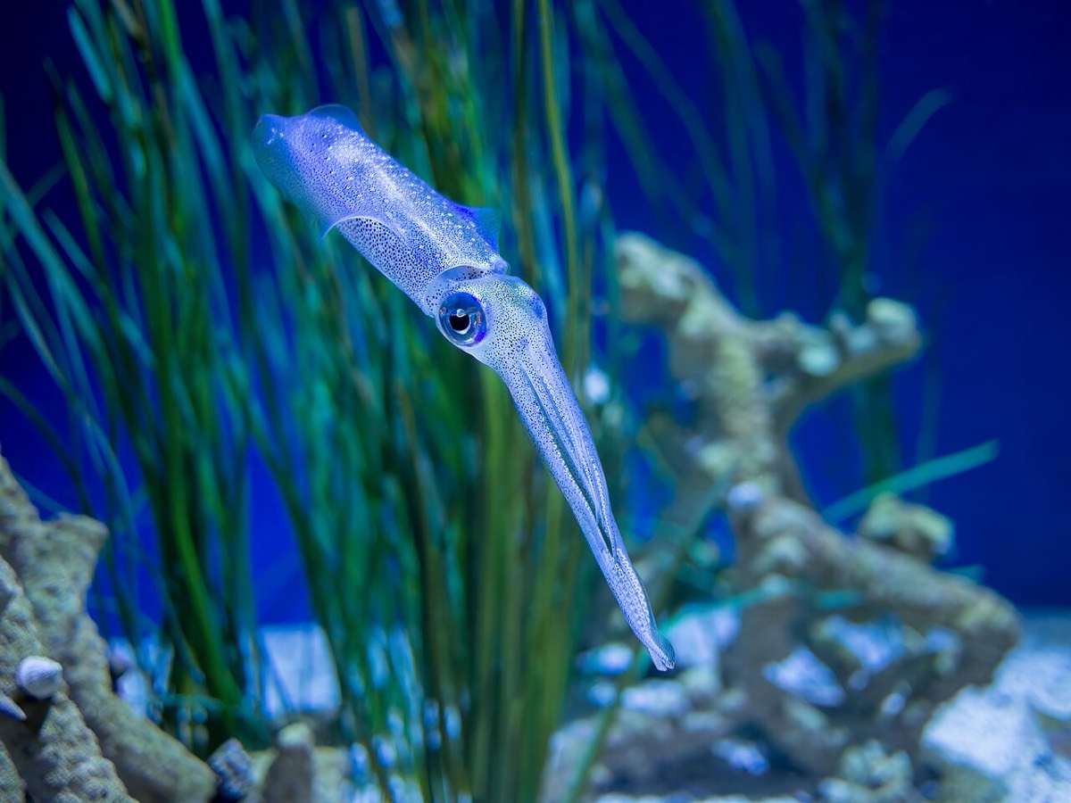 アオリイカ (Sepioteuthis lessoniana) の遊泳写真
