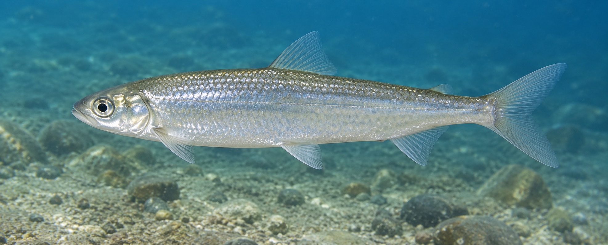草地の上に横向きに置かれたチカの鮮魚全身