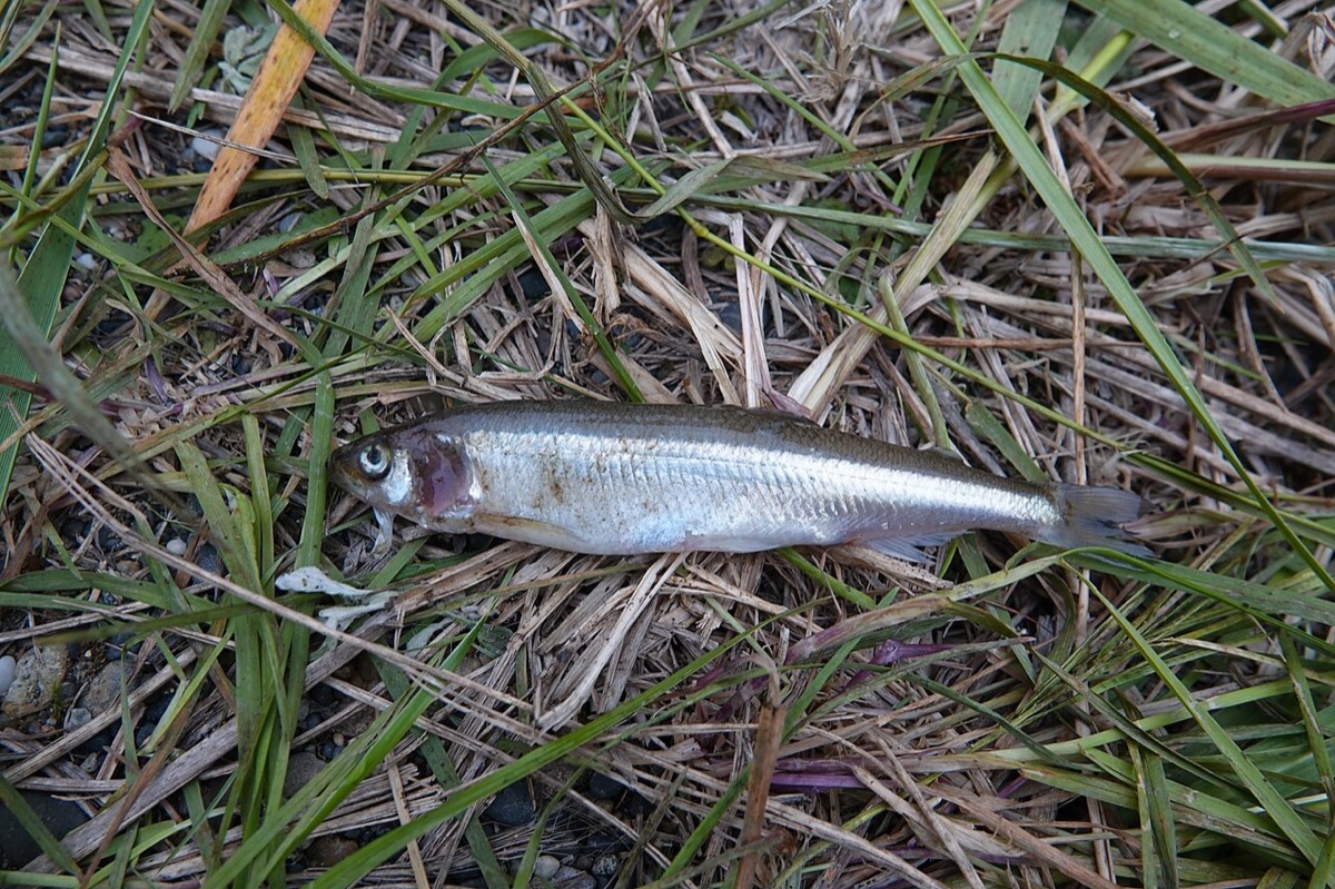 草地の上に横向きに置かれたチカの鮮魚全身