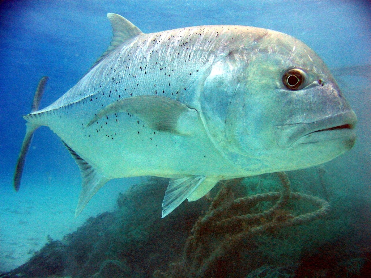 海中を泳ぐロウニンアジ (GT) の成魚全身