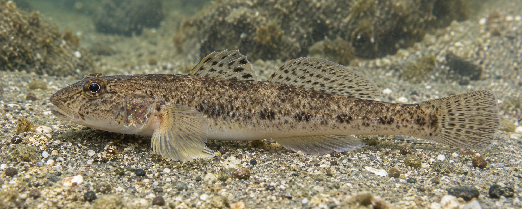 水槽の砂底を泳ぐマハゼの成魚。横向きで、体側の斑紋と斑点模様のある背びれ・尾びれがよく分かる。