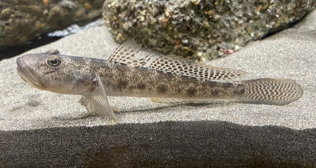 水槽の砂底を泳ぐマハゼの成魚。横向きで、体側の斑紋と斑点模様のある背びれ・尾びれがよく分かる。