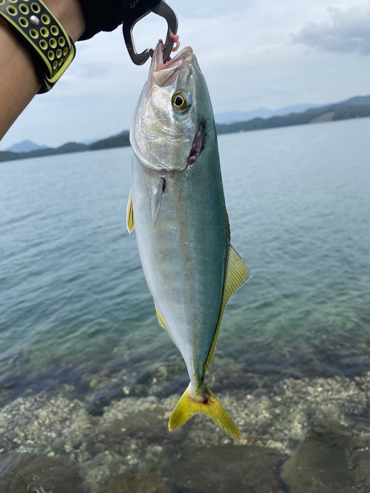 釣り上げられフィッシュグリップで吊るされたイナダ(ブリの若魚)。銀白色の体側に黄色い縦帯が走り、黄色い尾びれと全身の側面がはっきり写っている。