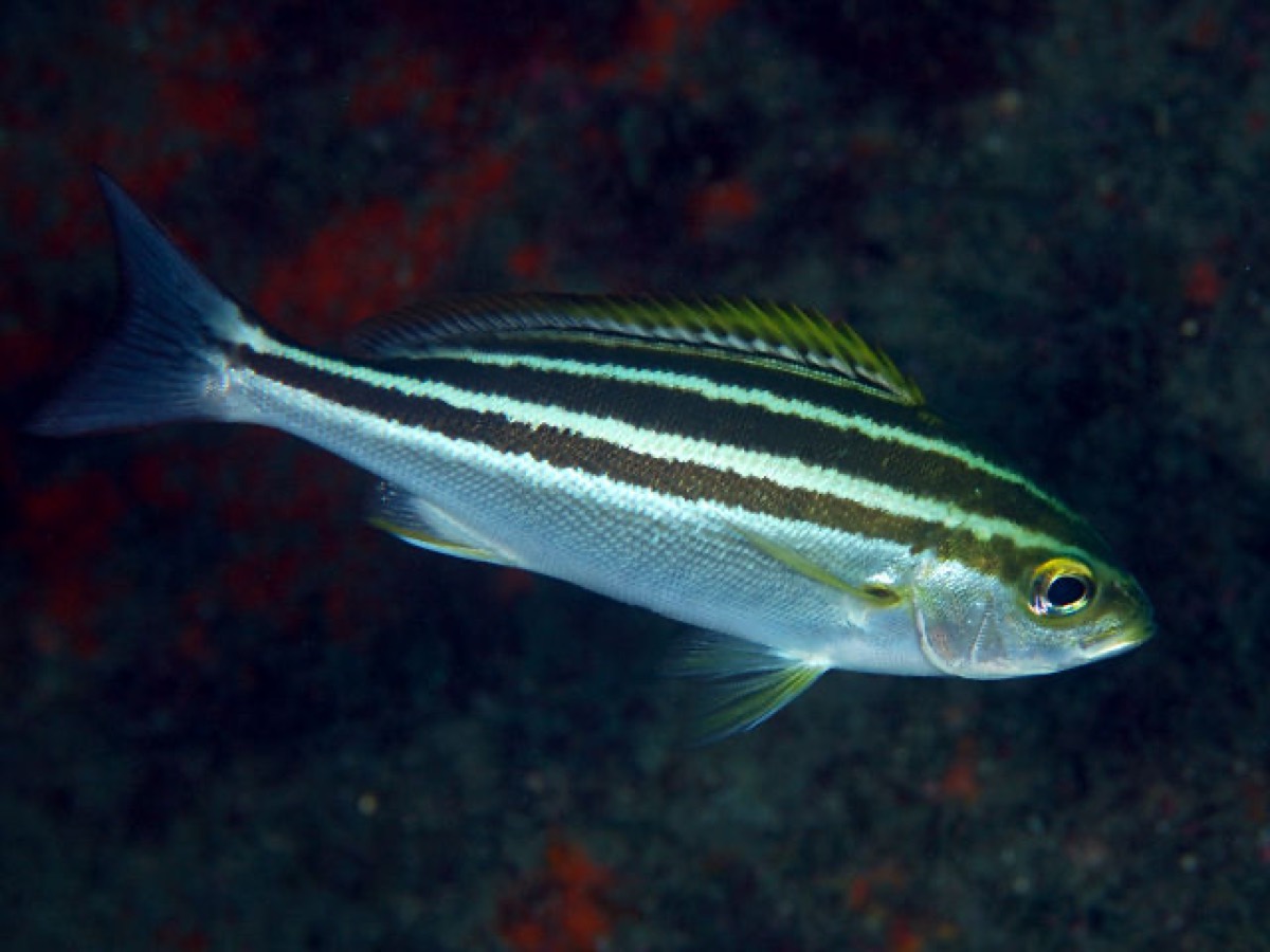 体側に3本の黄褐色の縦縞が走るイサキの若魚。頭を右にして横向きに全身が写っている。
