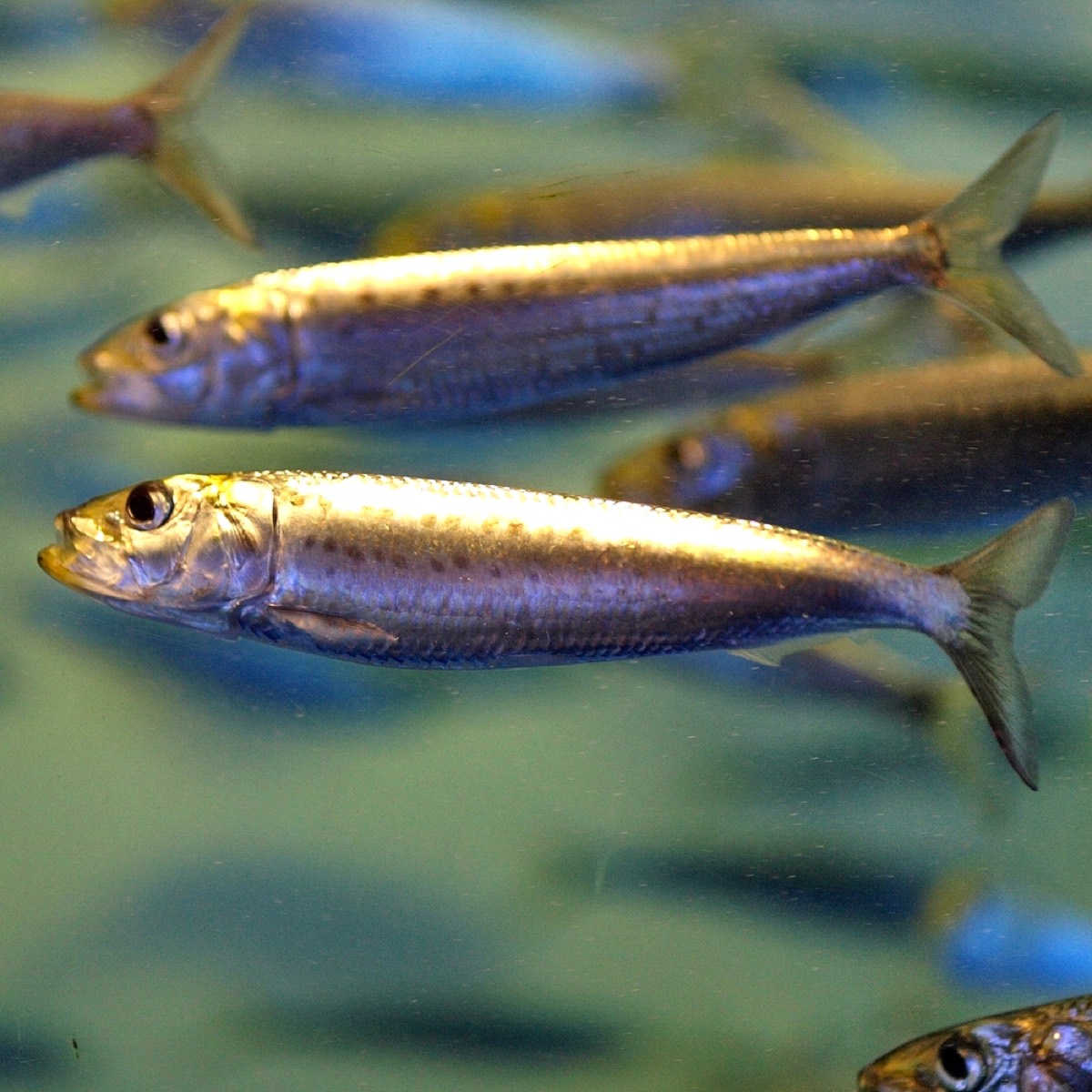 マイワシ (Sardinops melanostictus) の遊泳写真。体側の黒点列が明瞭
