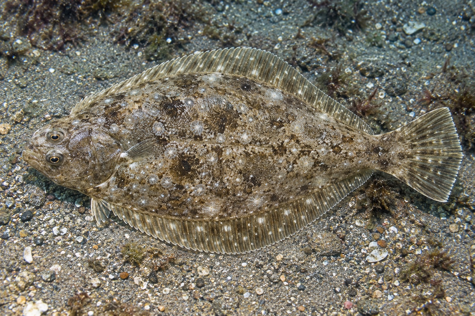 笹の上に置かれたマコガレイの鮮魚。有眼側(右)を上にした全身が横向きに写り、褐色地に白い斑紋のある体表と目の位置がよく分かる。