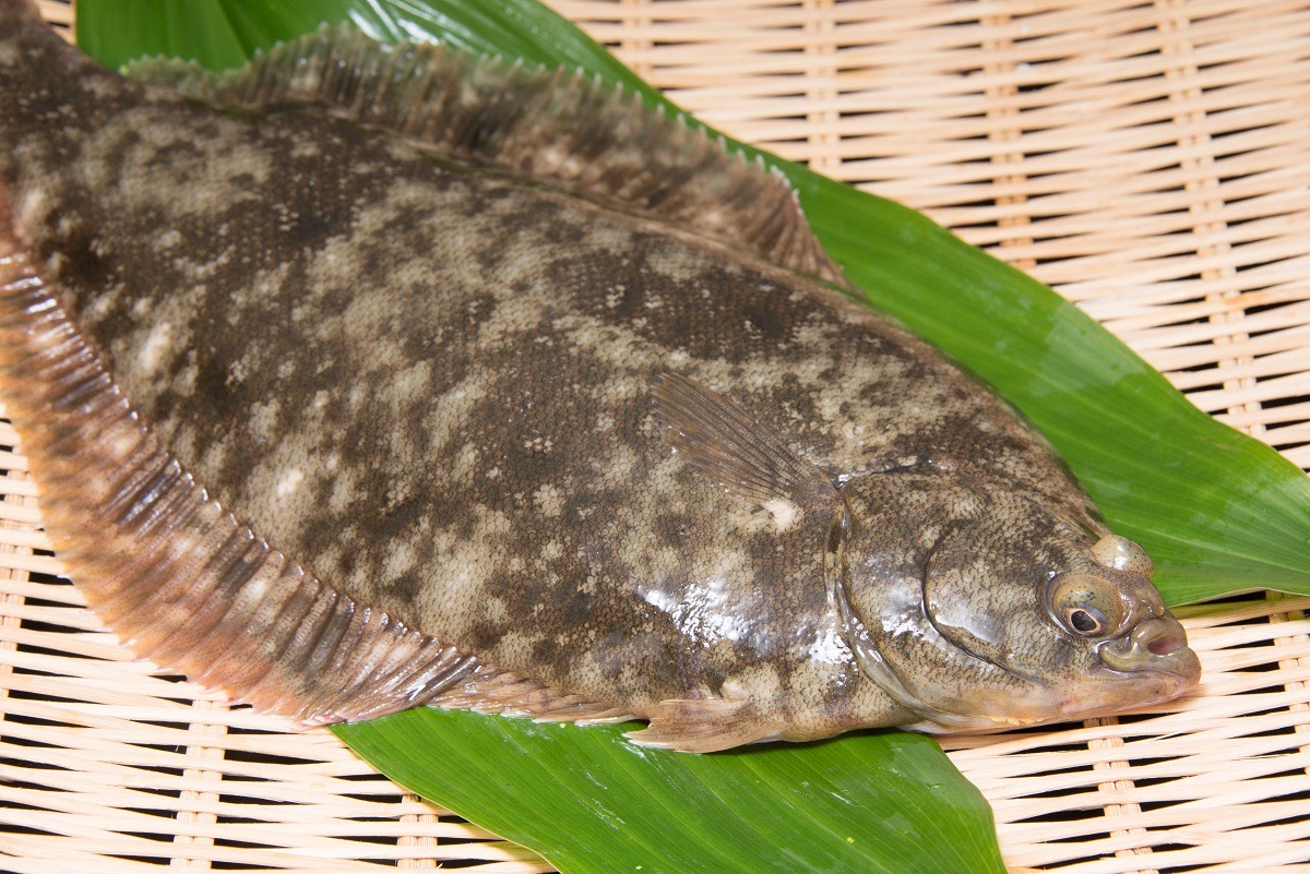 笹の上に置かれたマコガレイの鮮魚。有眼側(右)を上にした全身が横向きに写り、褐色地に白い斑紋のある体表と目の位置がよく分かる。