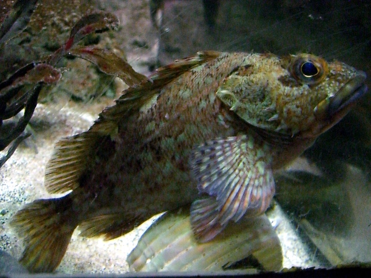 水族館の岩の上にいるカサゴの生きた個体を横から捉えた全身。頭部・眼・ひれが確認できる。