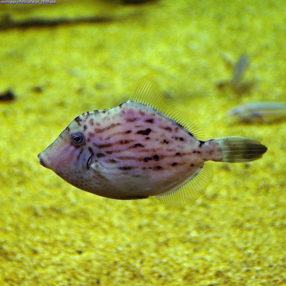 水槽内を泳ぐカワハギの全身。ひし形の体と糸状に伸びた背びれの棘が見える