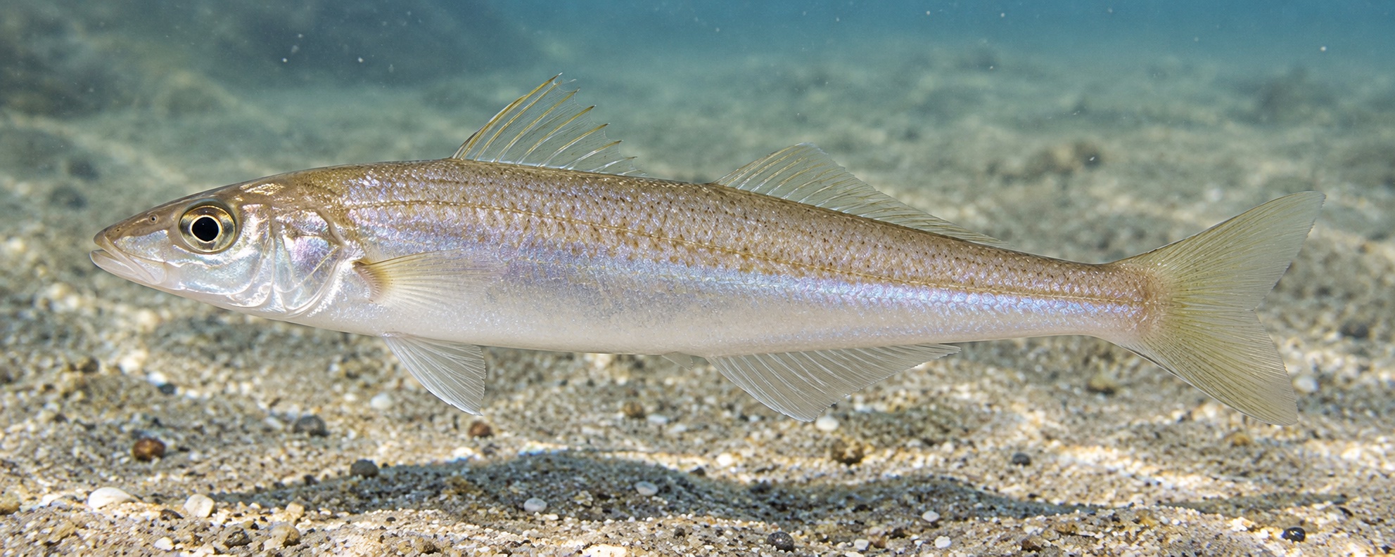 水槽内を泳ぐシロギスの成魚。細長い体を横向きに見せ、淡い銀白色の体色と細い口がはっきり写っている。