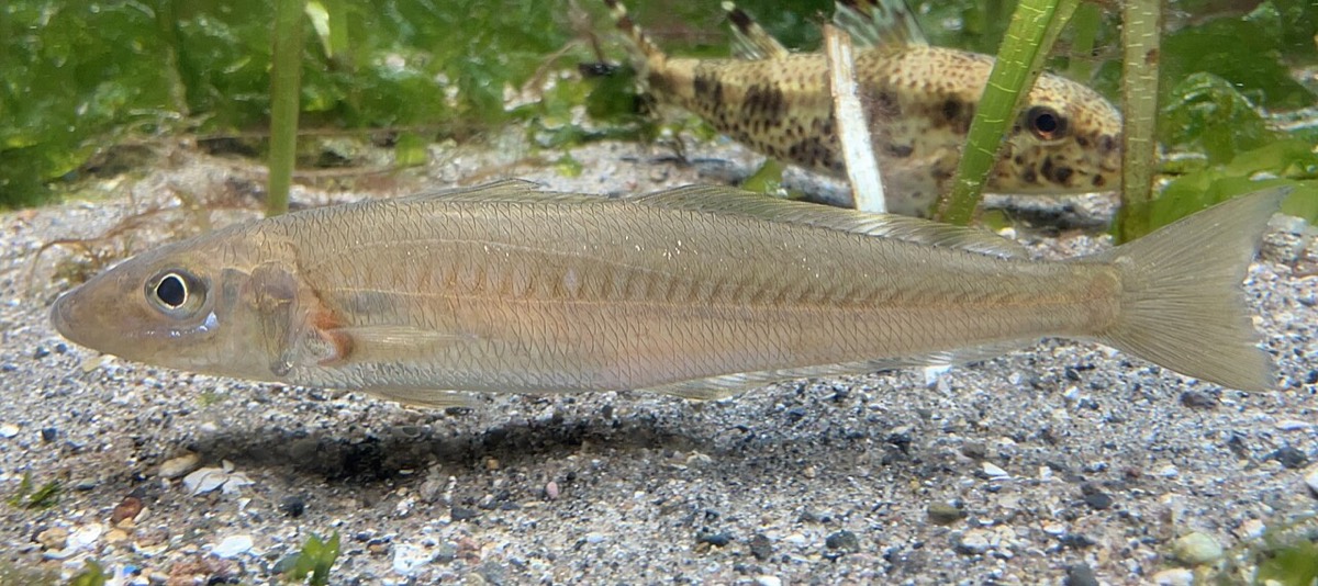 水槽内を泳ぐシロギスの成魚。細長い体を横向きに見せ、淡い銀白色の体色と細い口がはっきり写っている。