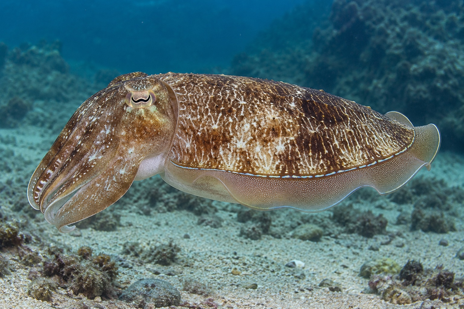 砂地の海底にいるコウイカの生きた個体を横から捉えた全身。胴・頭・腕・眼が確認できる。