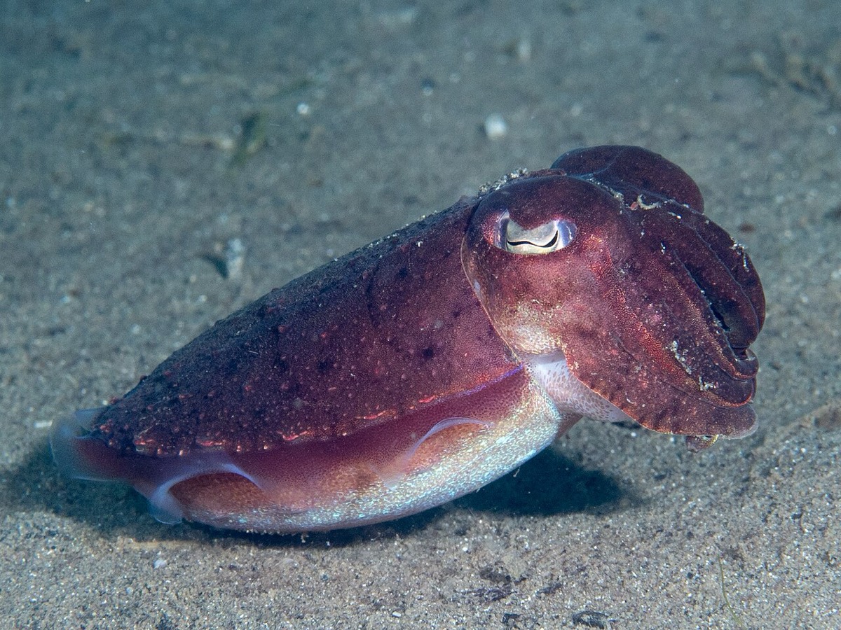 砂地の海底にいるコウイカの生きた個体を横から捉えた全身。胴・頭・腕・眼が確認できる。