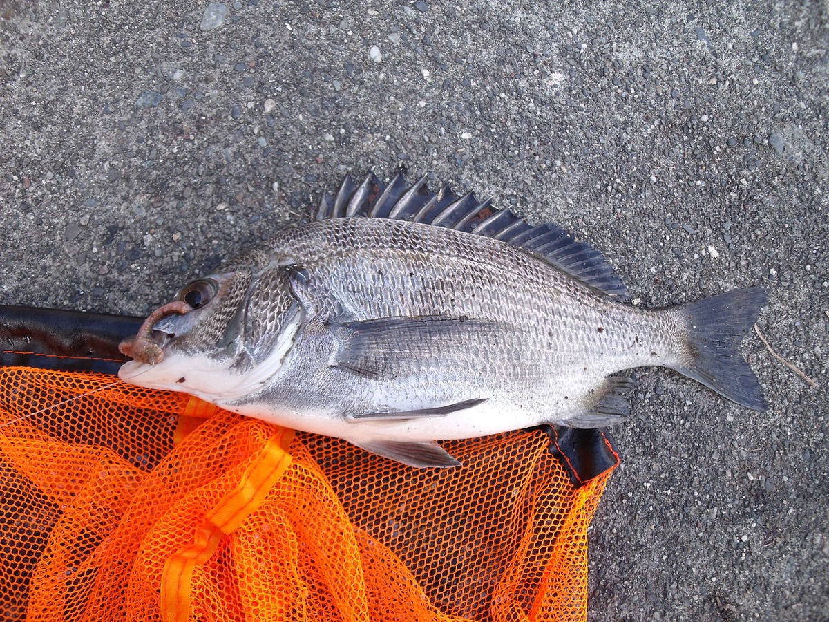 クロダイ (Acanthopagrus schlegelii) の釣獲個体の全身