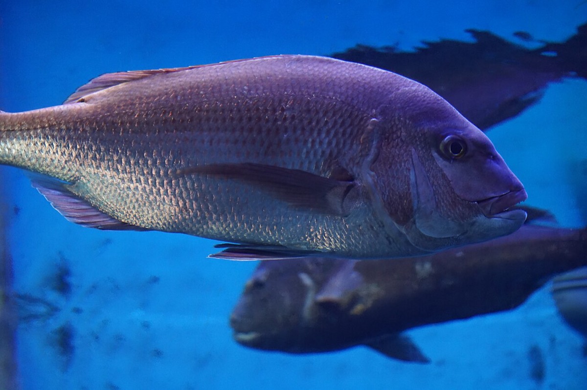 マダイ (Pagrus major) の遊泳写真。淡紅色の体色
