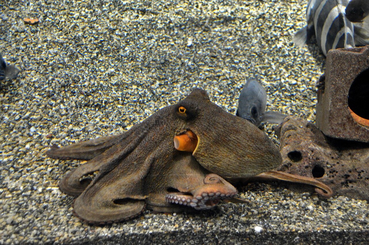 水族館の砂底で腕を広げるマダコの生きた個体。頭部・眼・8本の腕を含む全身。