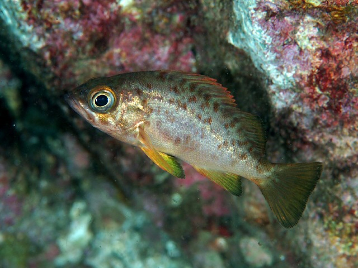 メバル (Sebastes inermis) の水中写真。大きな目と岩礁を背にした全身