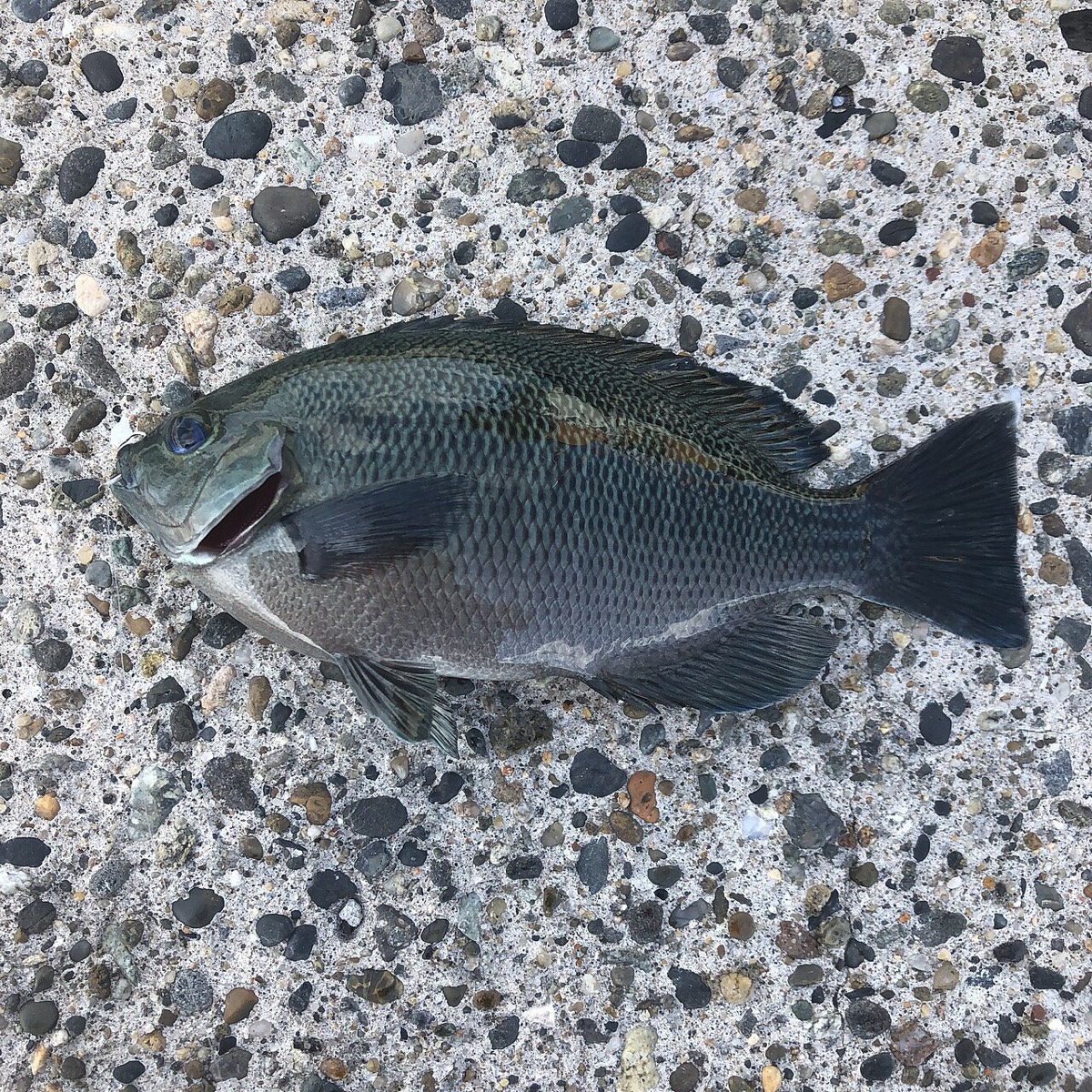 灰青色の体に厚い体高を持つメジナの鮮魚。頭を左にして横向きに全身が写っている。