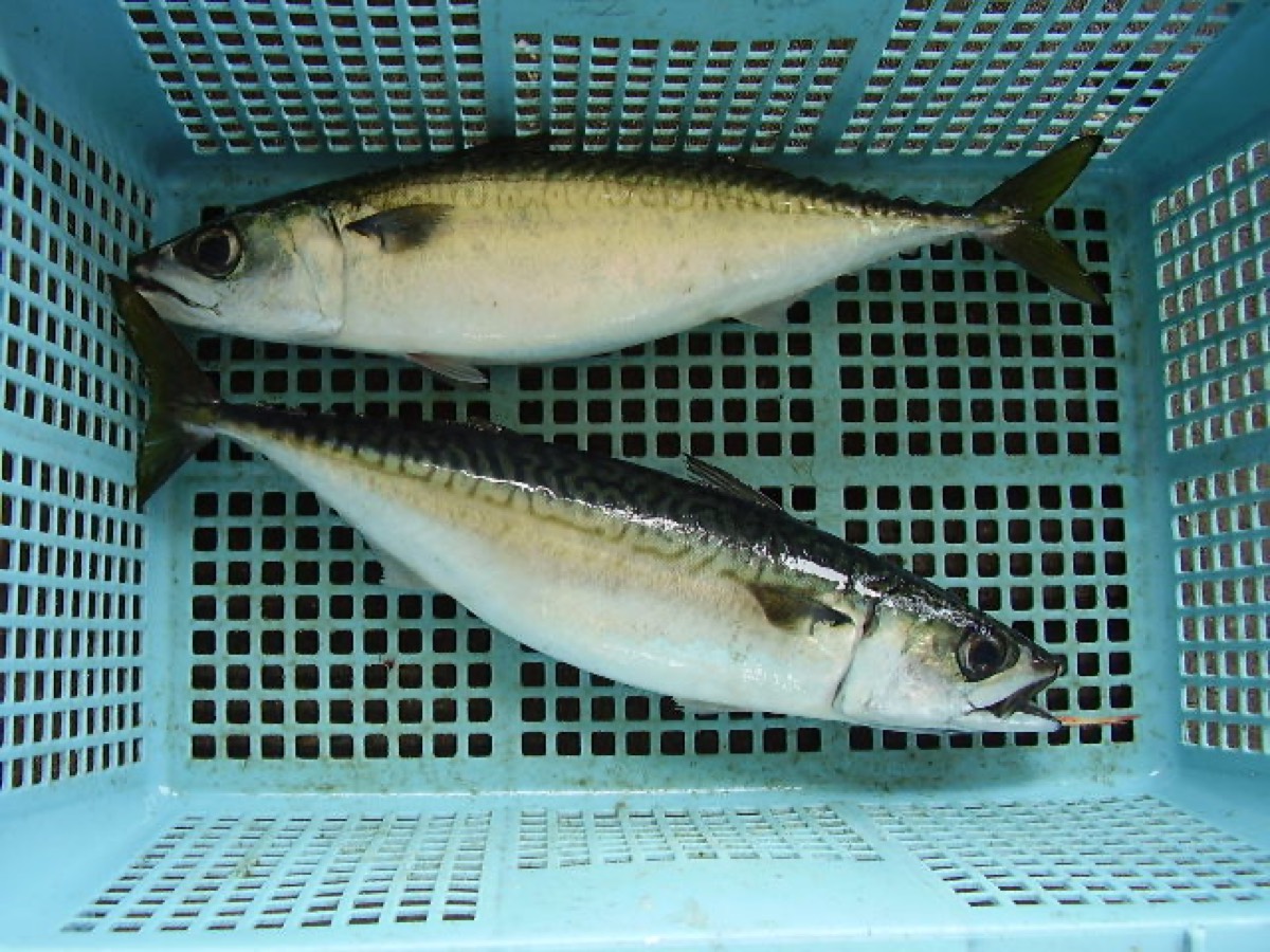 マサバ (Scomber japonicus) の鮮魚。背に特徴的な波状の斑紋