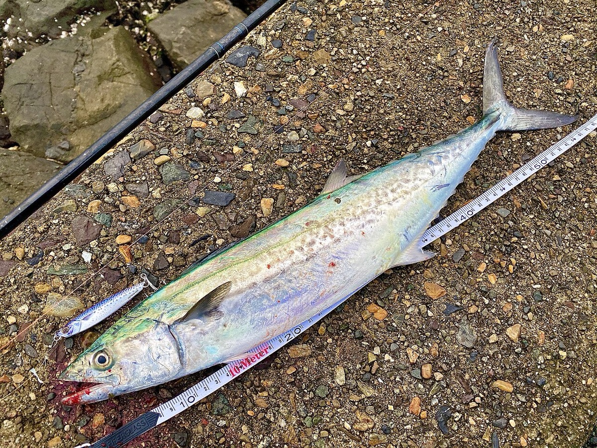砂利の上に置かれた釣りたてのサワラ。頭から尾びれまで全身が横向きに写り、細長い体と体側の暗色の斑列模様がはっきり分かる。