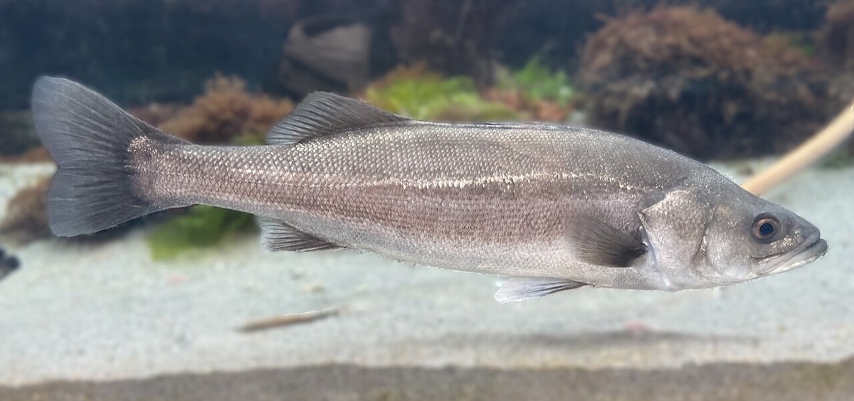 スズキ (Lateolabrax japonicus) の遊泳写真。銀白色の細長い体