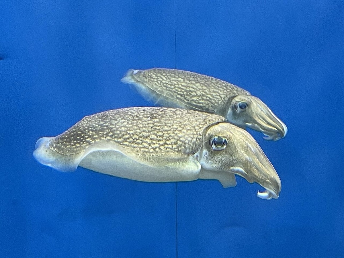 水族館の青い水中を泳ぐシリヤケイカ2個体。胴・頭・腕を横から捉えた生きた個体の全身。