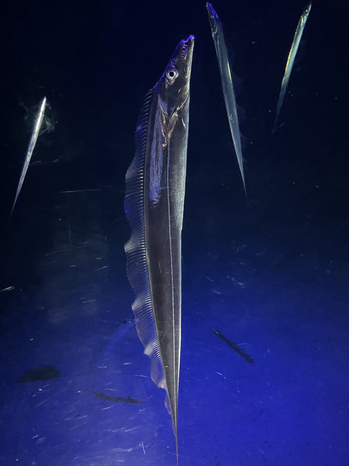 水族館で頭を上にして立ち泳ぎするタチウオの生きた個体。銀色の細長い全身を頭から尾まで捉える。