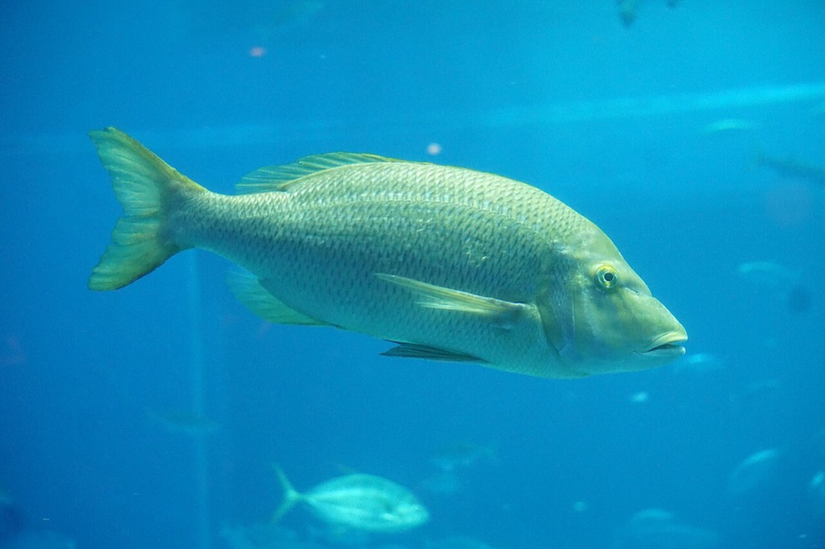 水槽を横向きに泳ぐタマン (ハマフエフキ) の成魚全身