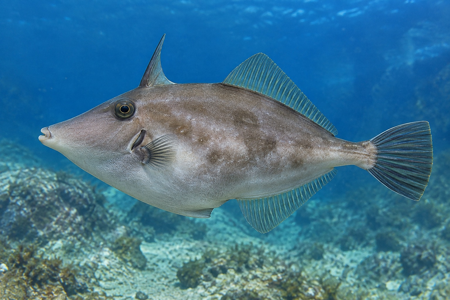 ウマヅラハギの水槽写真